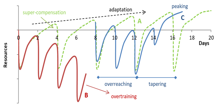 Reversibility Principle in Fitness, Overview, Causes & Examples - Lesson